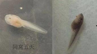 国产蝌蚪网,探索创新科技,引领未来生活新潮流