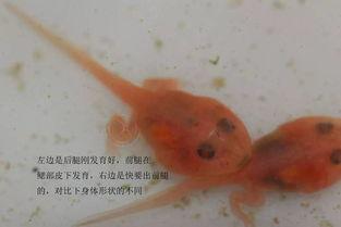 国产蝌蚪网,探索创新科技,引领未来生活新潮流